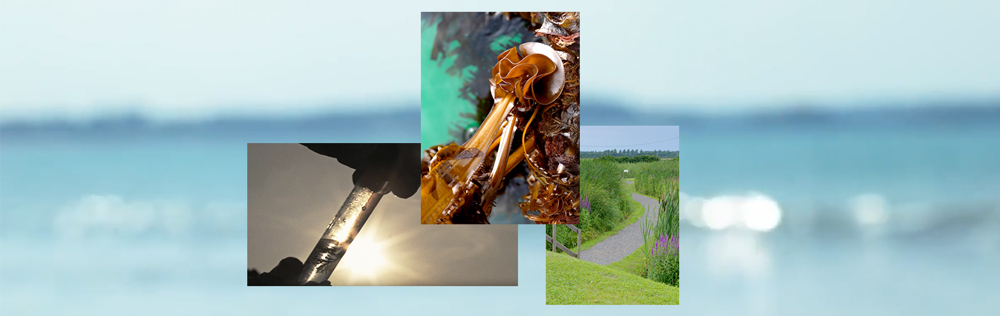 Fabrication verte pour cosmétique bleue Phytomer