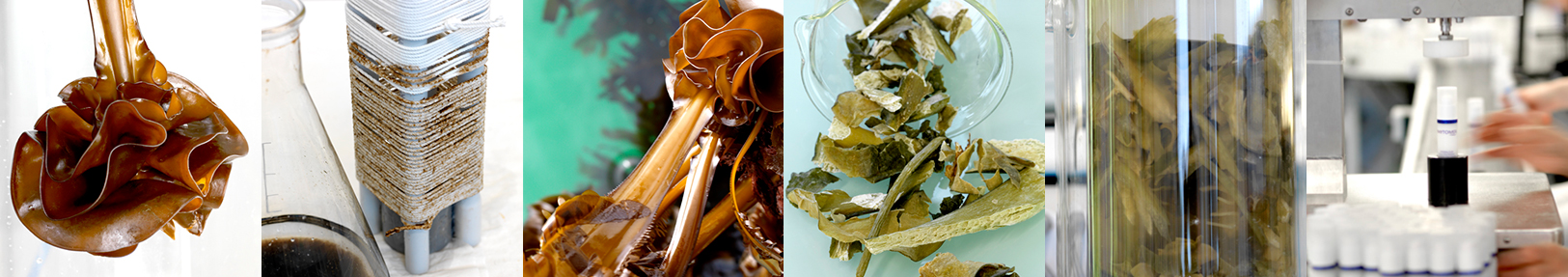 algue-tisseuse-articles-photos