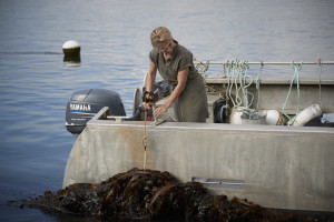 Récolte de l'algue Tisseuse