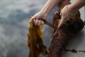 Récolte à la main de l'algue tisseuse
